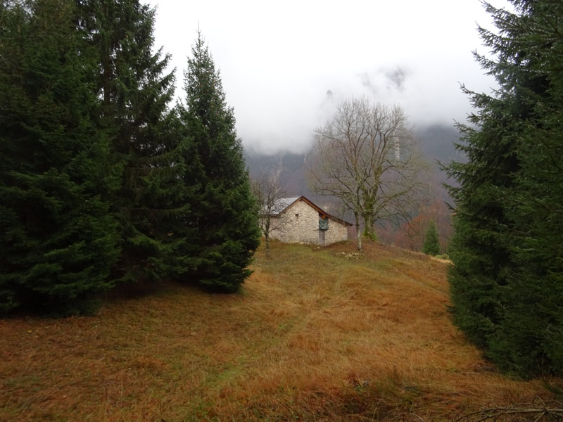 Il frassino del bait del Nebbia ( Vallarsa -TN )